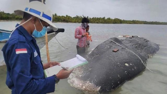 13 pounds of plastic waste found in Indonesian whale carcass 1 plastic garbage