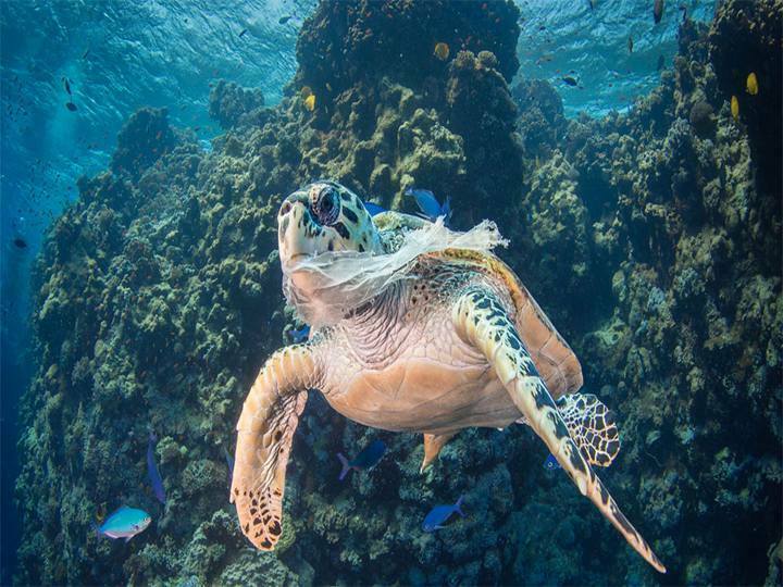 Les sacs en plastique menacent la vie marine